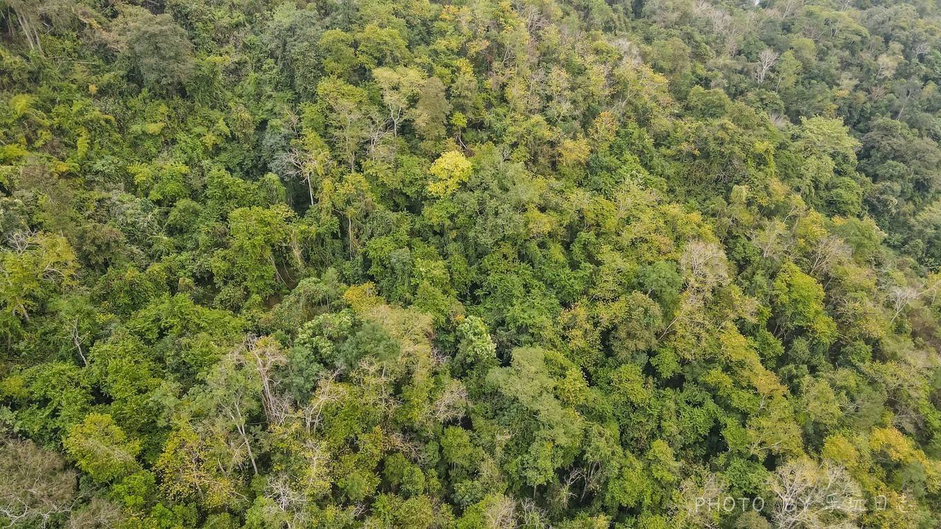 西双版纳旅游必打卡，勐养野象谷，超详细游玩攻略