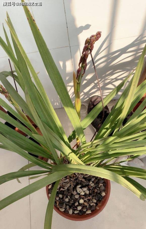 原创适合北方养的"兰花",进口洋兰,开花6个月,适合放在客厅
