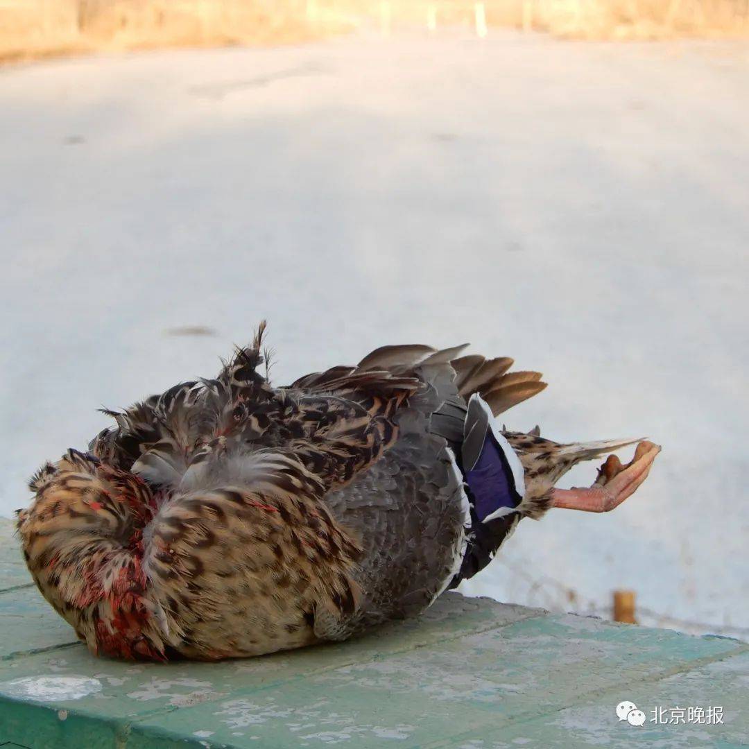 绿头鸭被斩首谁干的