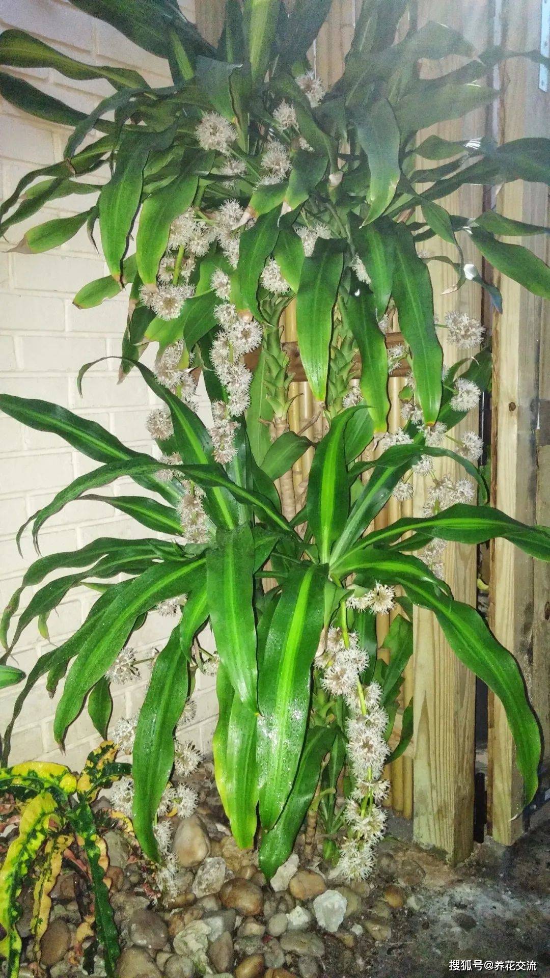 可水培和土培养护的巴西木,特别耐阴的观叶植物,叶子斑斓靓丽