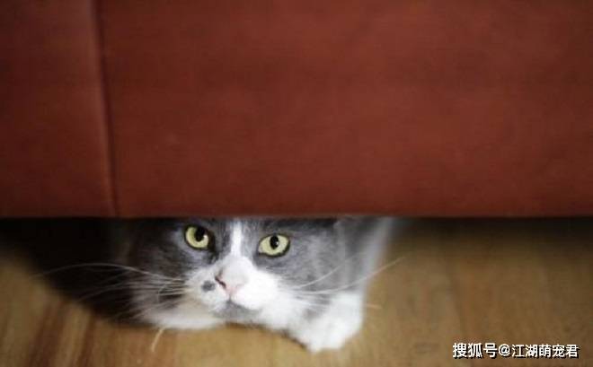 猫咪闯祸后 会有下面6种表现 看你家里的猫中了几个 主人