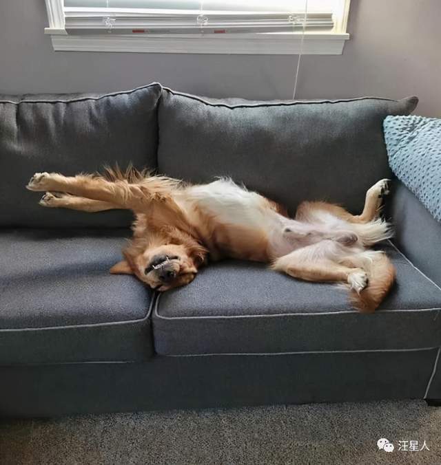 这些狗子的睡觉姿势也太奇葩了,柔韧性堪比体操运动员