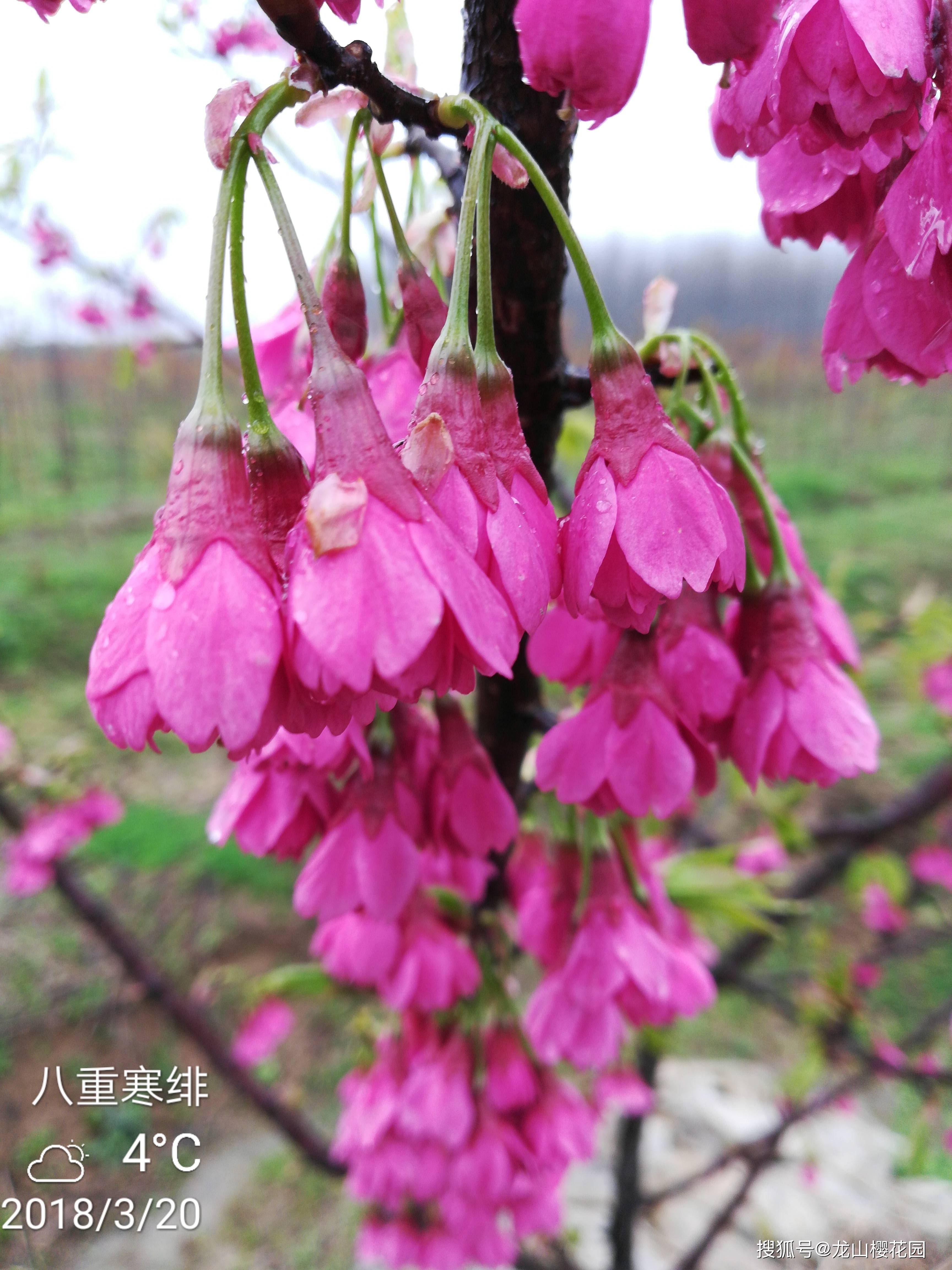 八重寒绯樱