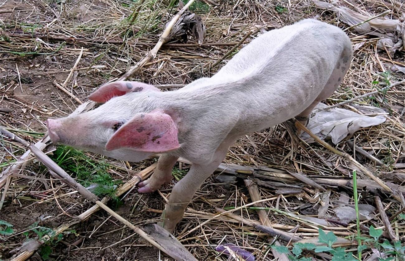 猪光吃不长肉 怀孕母猪膘情上不去 很可能是驱虫没做对 寄生虫