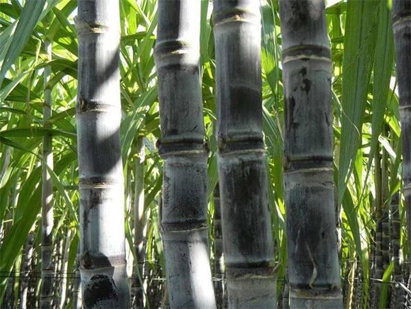 被人误会是甘蔗一根能长5米高一亩地收成能卖上万块