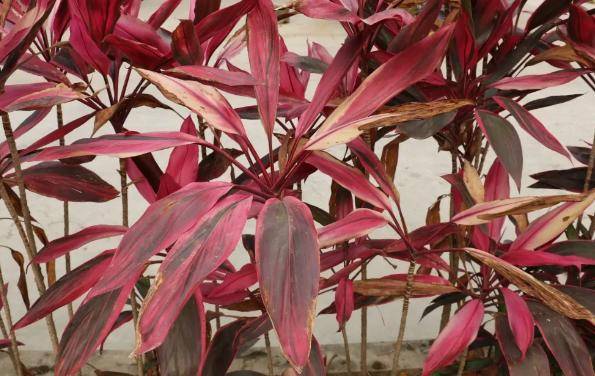 朱蕉作为红叶子富贵竹该怎么培育