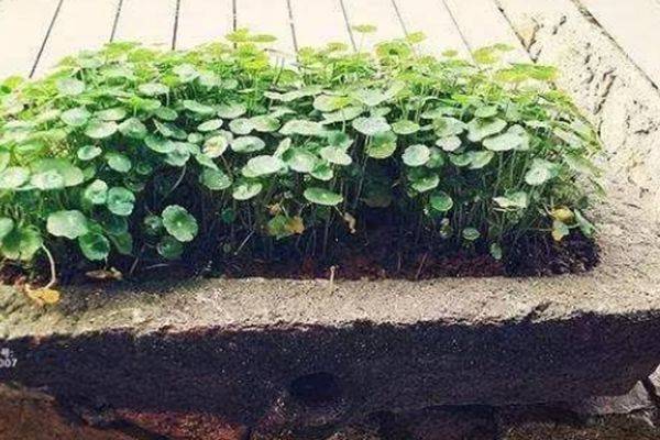 聚宝盆猪槽子风水摆件这样摆可时来运转财运滚滚生意兴隆