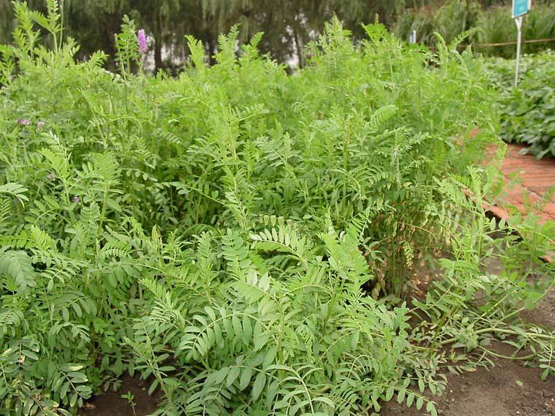 可以保护生态的一种优质牧草,还是一种天然的绿肥,这就是沙打旺.