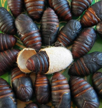 过年买蚕蛹,选"黑的"还是"黄的"?差别大,弄懂再买不被忽悠