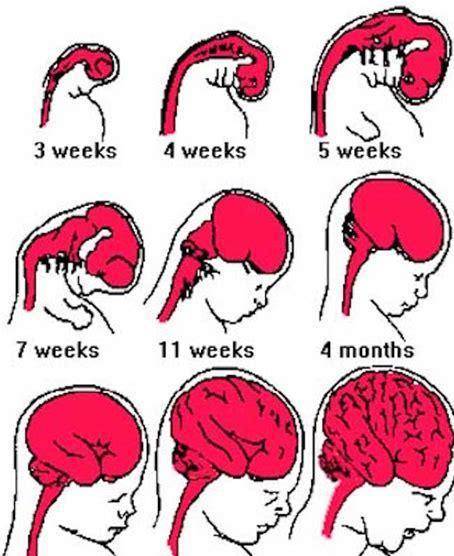 原创40周出生的婴儿比预产期前出生的聪明吗了解下大脑发育进程
