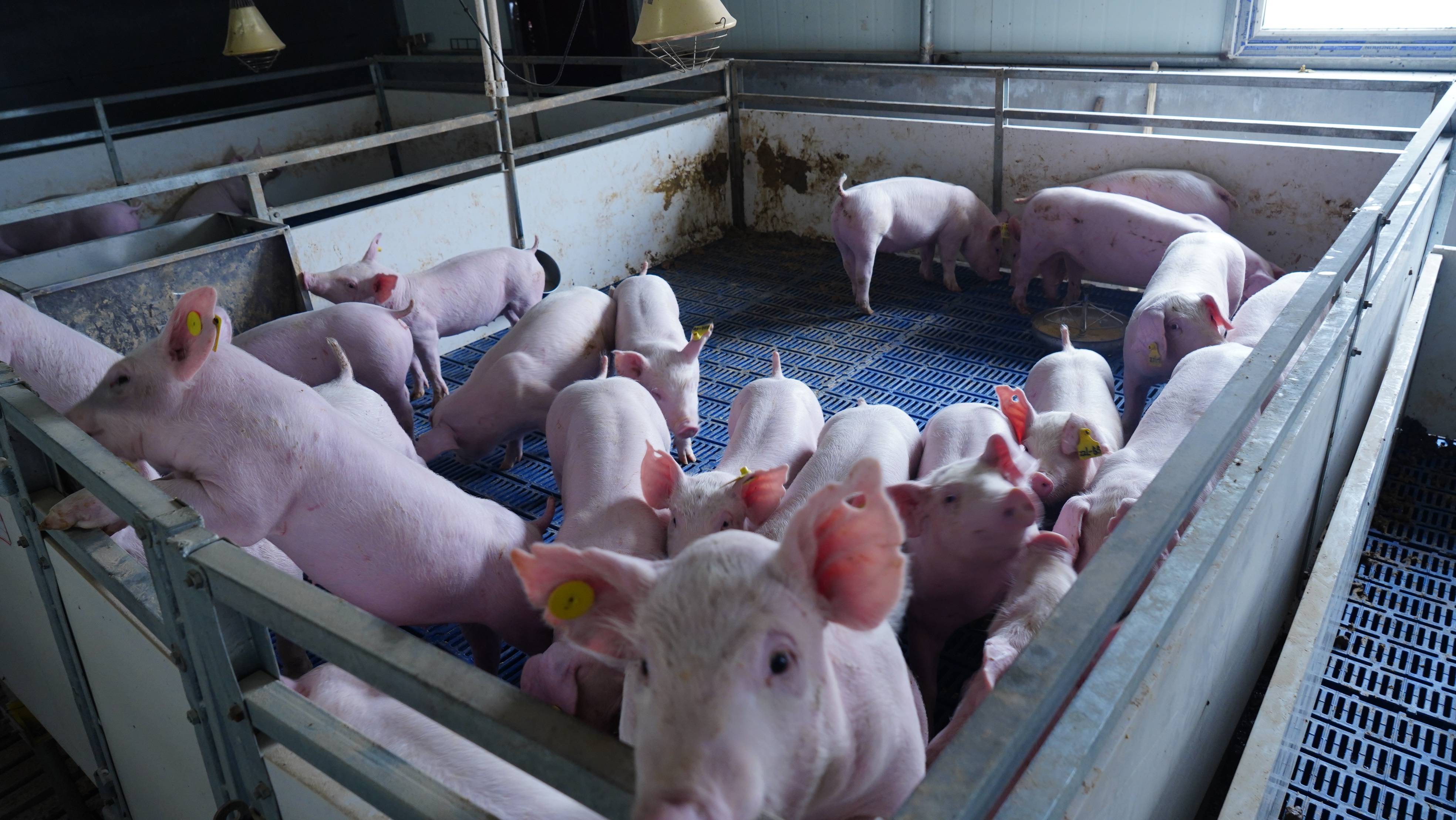 猪伪狂犬脑炎和链球菌脑炎的区别