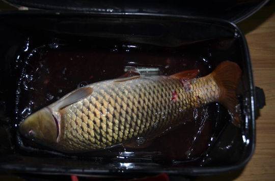 原创弄明白什么是锚鱼什么是钓鱼就不用担心是不是违规钓鱼了