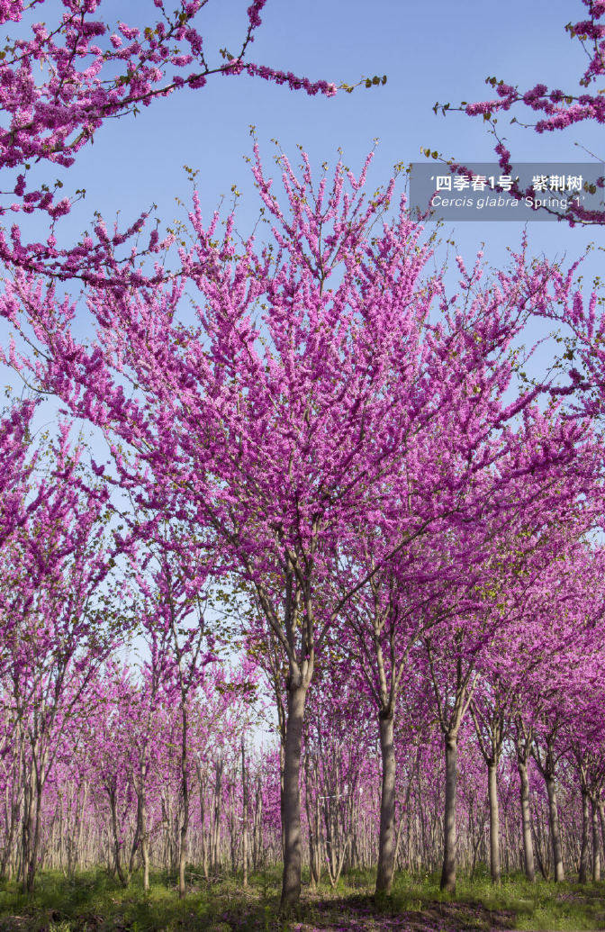 春天开花的大乔木——‘四季春1号’紫荆树