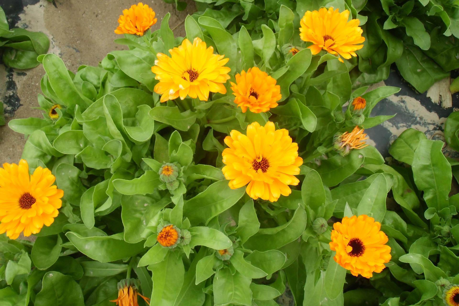 金盏菊,是一种药材,还是一种食材,更是赏花界一道靓丽的风景线_种植