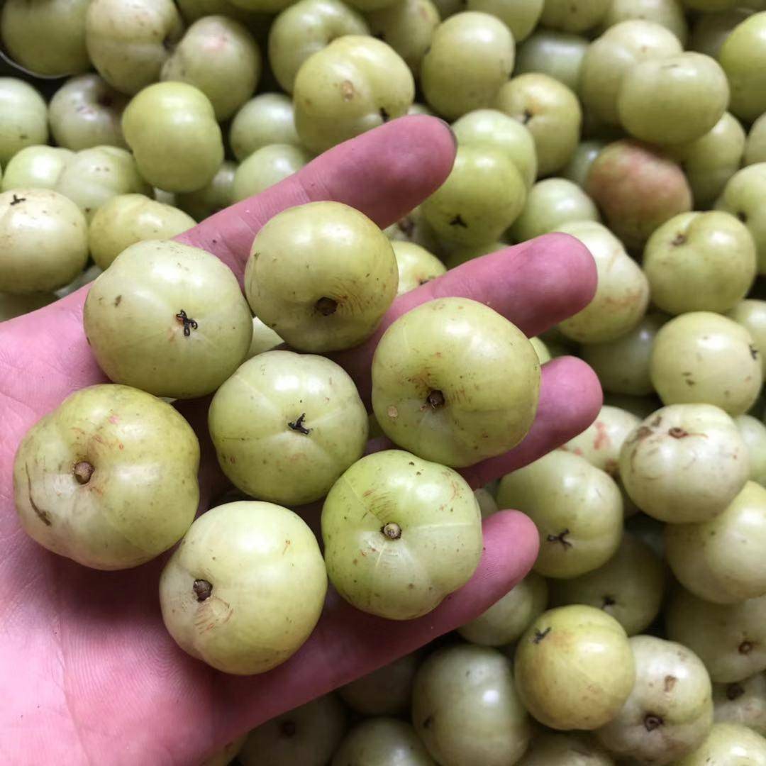 一种苦的掉渣的野生植物这就是黄金果果实价值高