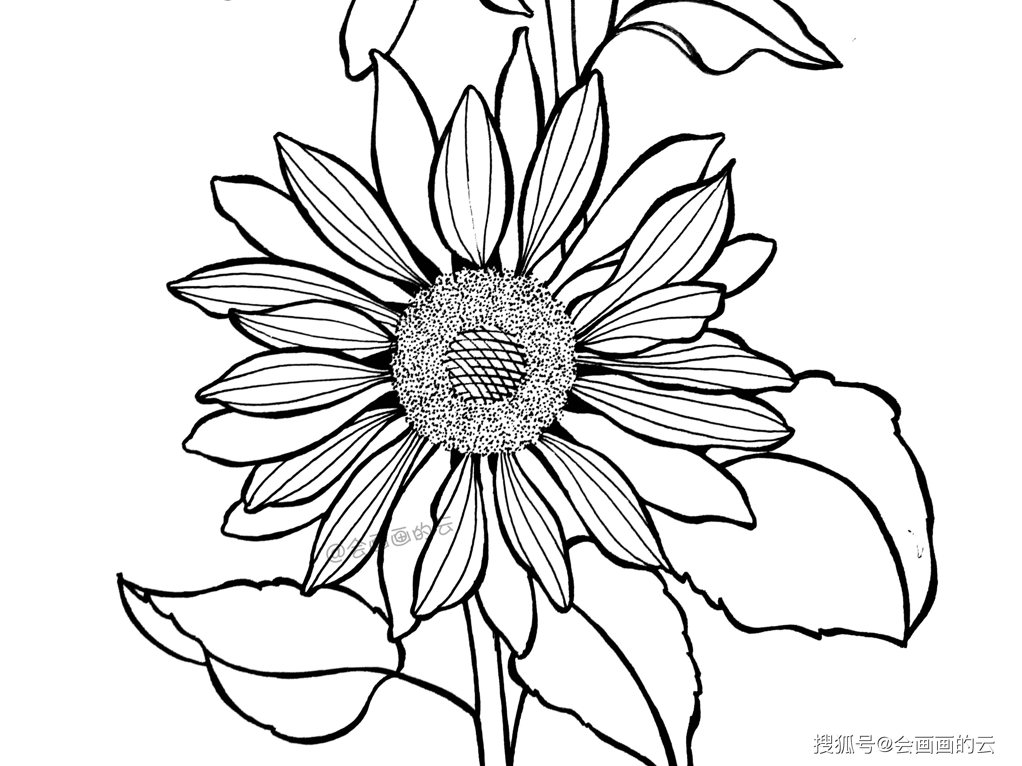 画画就是这么简单!教你如何用一支笔画线描花卉