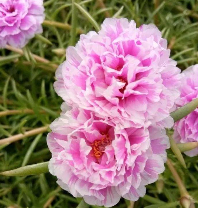 夏天家里养此款花,花期长花量大,寓意吉祥人人爱,家里养真适合