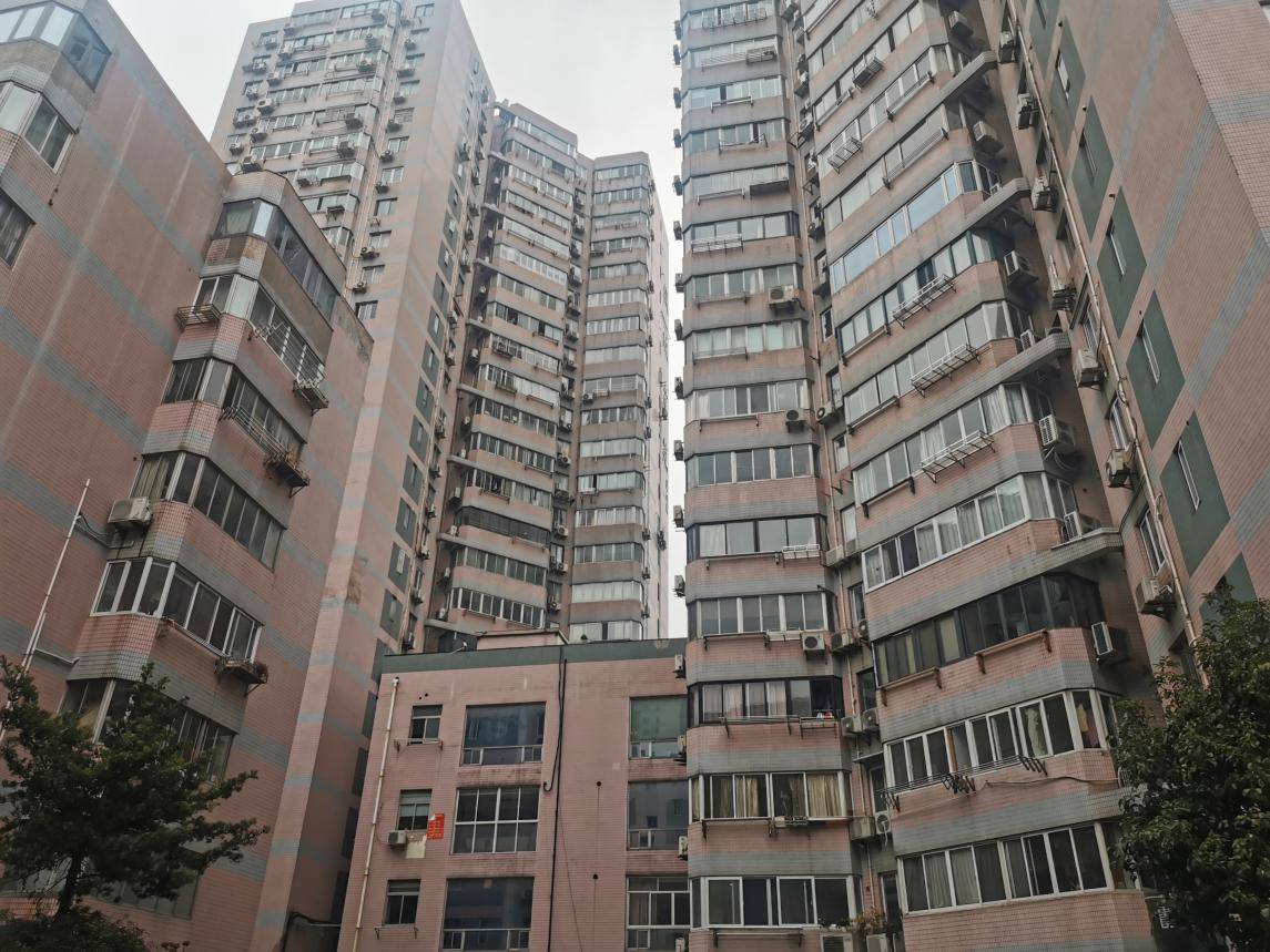 银欣花苑|银杏树旁 悄然成长