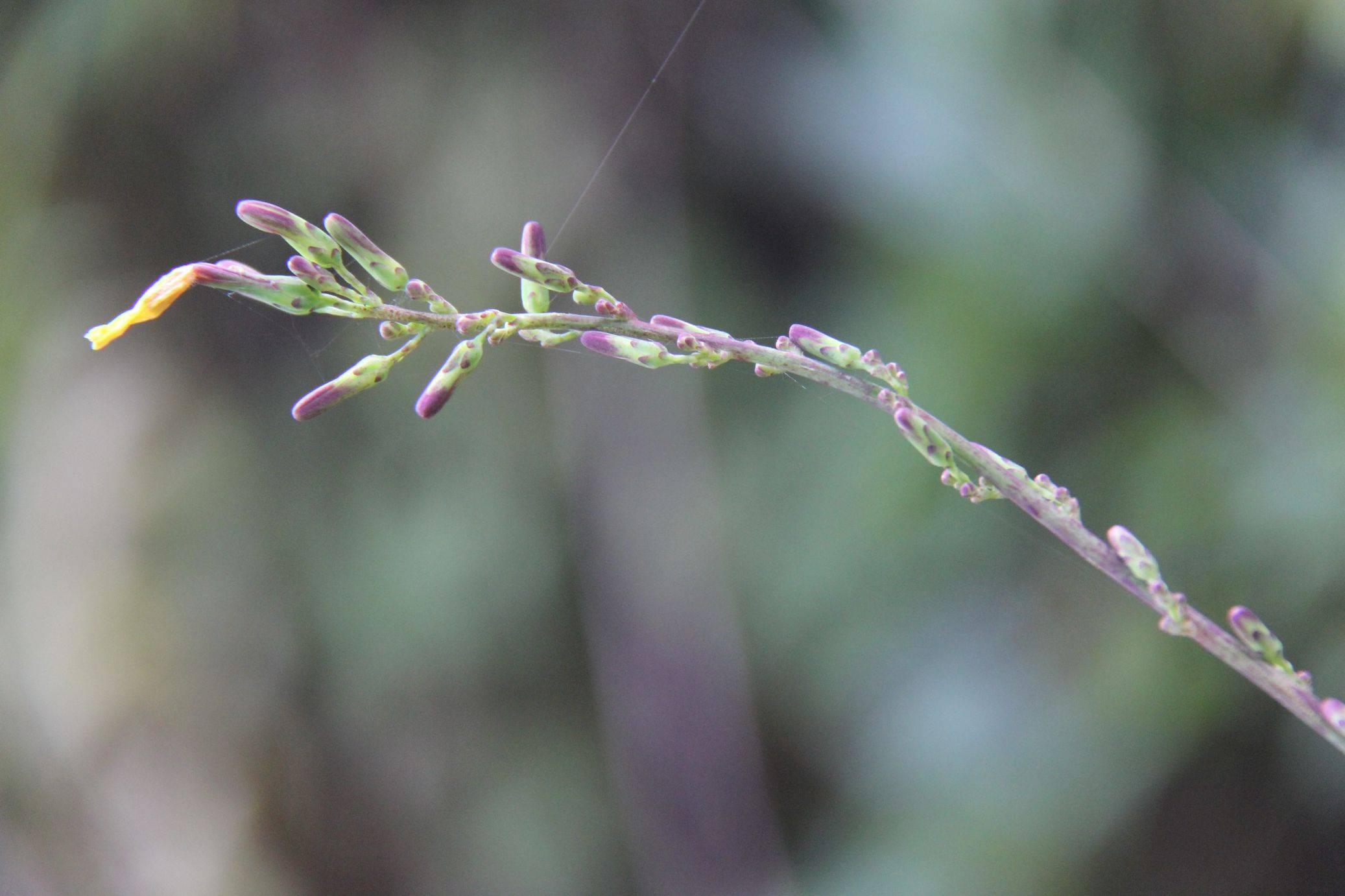 庆元植物1386菊科翅果菊属高大翅果菊毛脉翅果菊现莴苣属