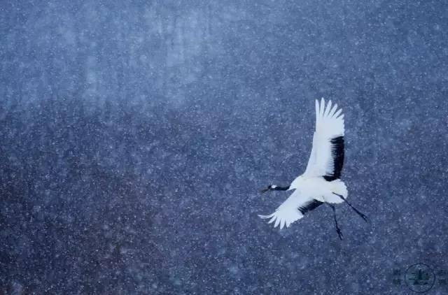 这首诗写的是轻骑在雪夜追击敌人的动人景象,气概豪迈.
