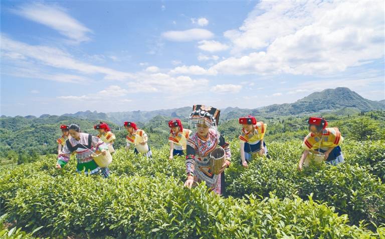 乌蒙山宝·毕节珍好——毕节试验区农特产品的“世界名片”