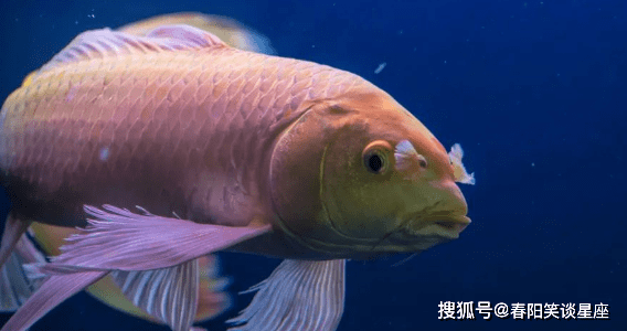 鱼类有心脏吗 a96f8d3093d44b4ca887eaef05c1627e.png