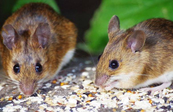 鼠是哪一年生的 cae56523283e46bbac03dfedff65a545.jpeg