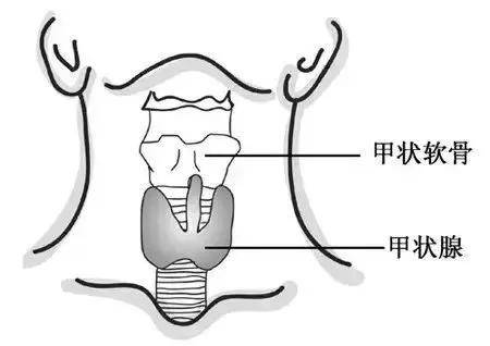 曲姿荷爾蒙和八大腺體的關係終於搞明白了