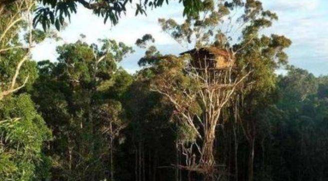 印度发现一个野人部落，房子建在几十米高的大树上，野兽与他为伴