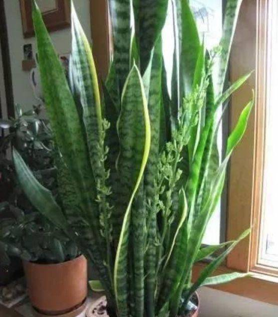 龟背竹怎么养护才能长得茂盛 26795f0df5d142e7823a9744d39a61b8.jpeg