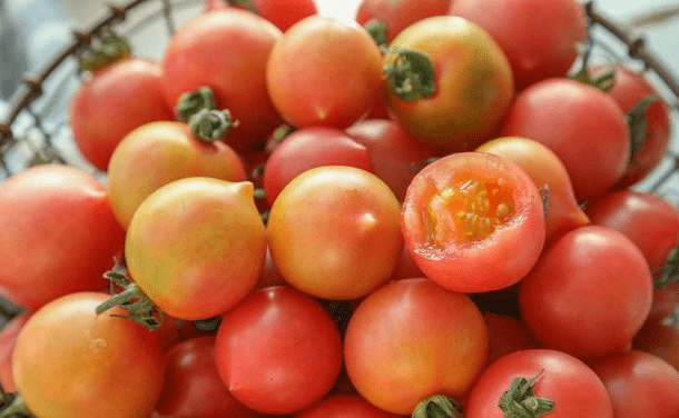 都说西红柿是用催红剂催红的,吃了对身体有害吗?
