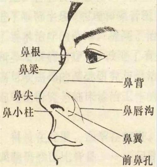 鼻子不是呼吸器官 鼻毛不是用来净化空气的 这是谁的设计 人类