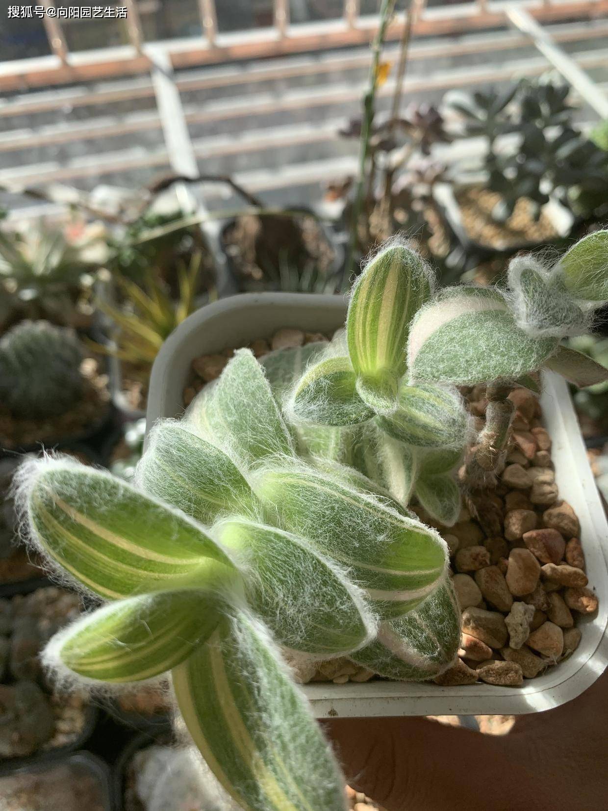 原创一见钟情的雪姬锦叶子长毛毛秒杀油画婚礼赶紧入手一棵