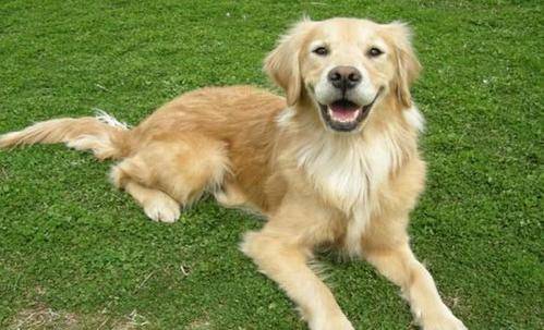 为什么会有免费领养的狗 1d28ce80f91147f6b70ef01e641d3297.jpeg