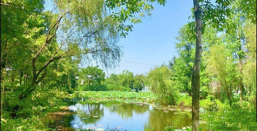 武汉最良心的公园，风景美如画，不收门票也不收停车费