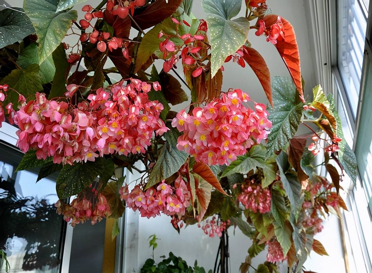 竹节秋海棠花瓣形似"爱心",开花一簇连一簇,好看又好养