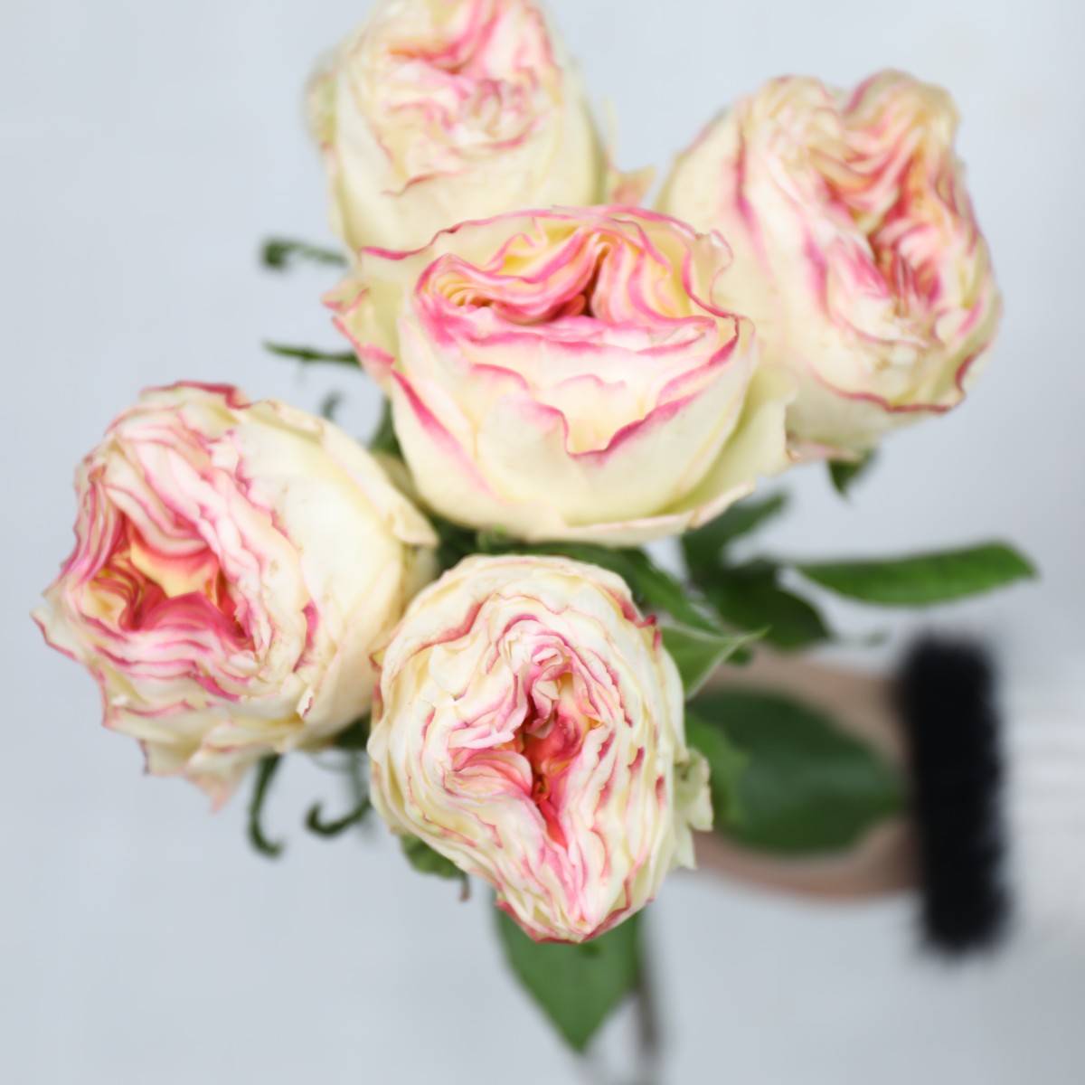 新品6款牡丹玫瑰来袭喜欢大花头玫瑰的绝对不能错过哦