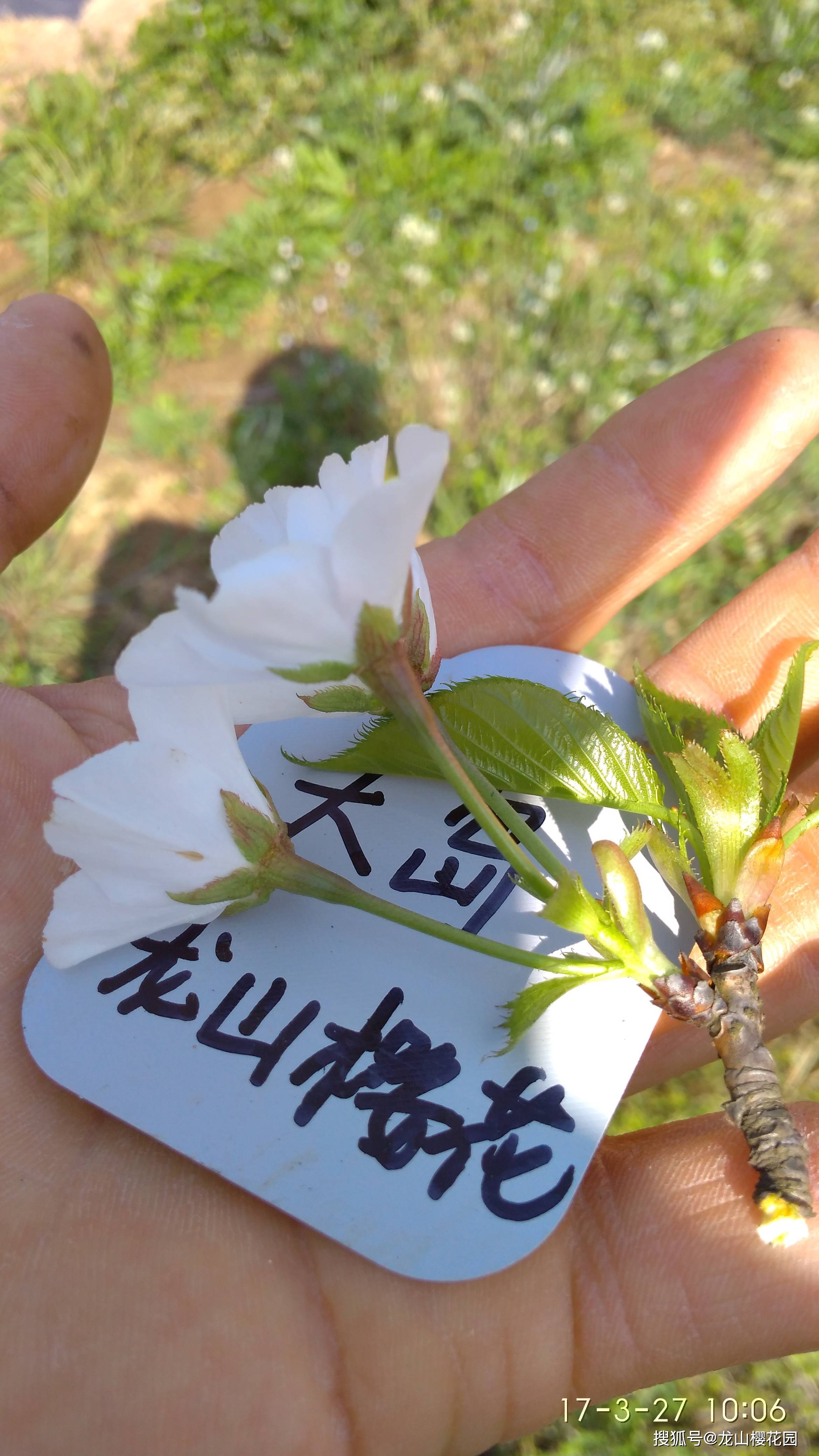 大岛樱是野生樱花的代表,很多园艺品种樱花来源于此,原产地日本,叶子