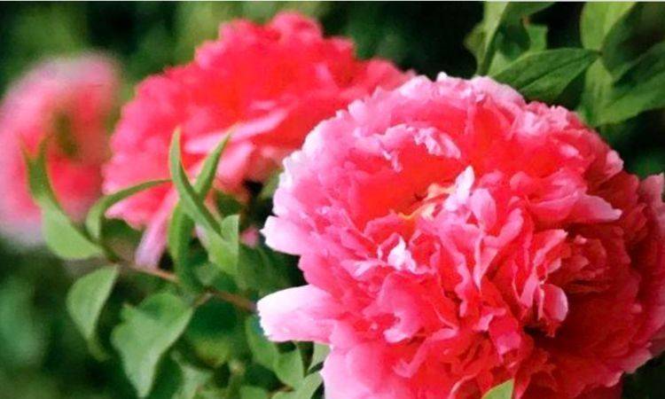 牡丹花一年开几次花期多长 cb34c342ce194f268d167b6e86d91b0c.jpeg