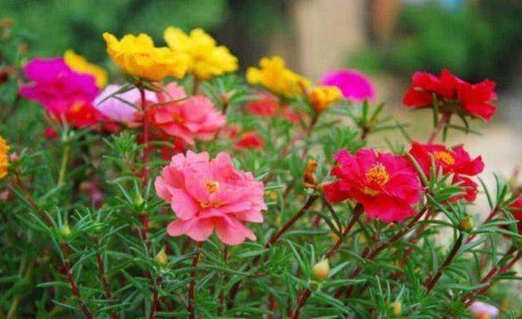 家里种什么植物旺桃花 cdddf55189fc4a0aa879faaeb6ae2fea.jpeg
