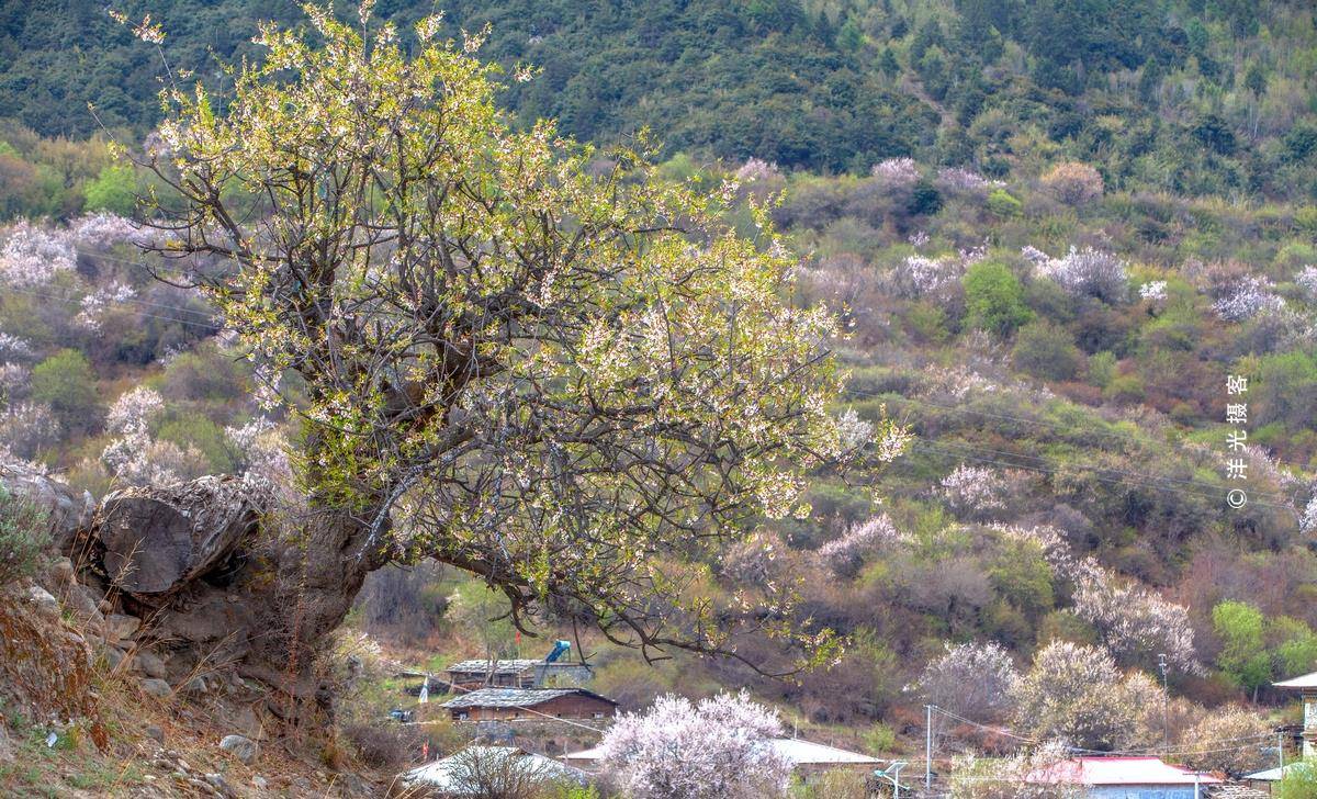 青藏高原最浪漫的秘境，有蓝天、雪山、碧水、桃花，关键不会高反