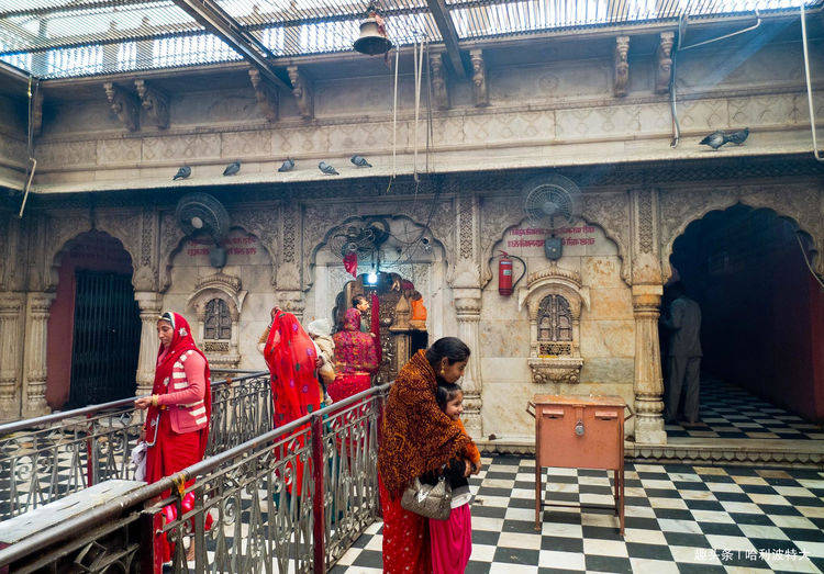 印度寺庙养数万老鼠：每天供信徒游客参拜，糖果牛奶甜品可劲吃！