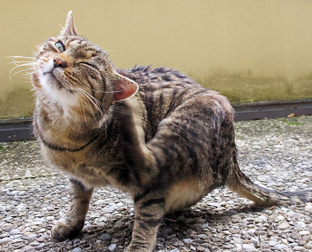 猫咪怎么才会得耳螨 b4c969874a264628b7a97b15a4226499.jpeg