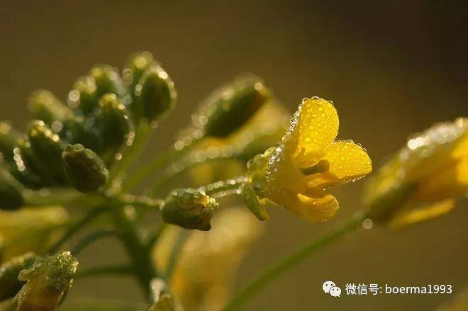 风有信 花不误 二十四番花信风 开花