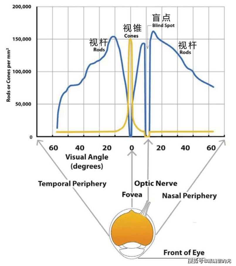 感光的视锥细胞和视杆细胞 都负责什么工作 对视力有什么影响 颜色