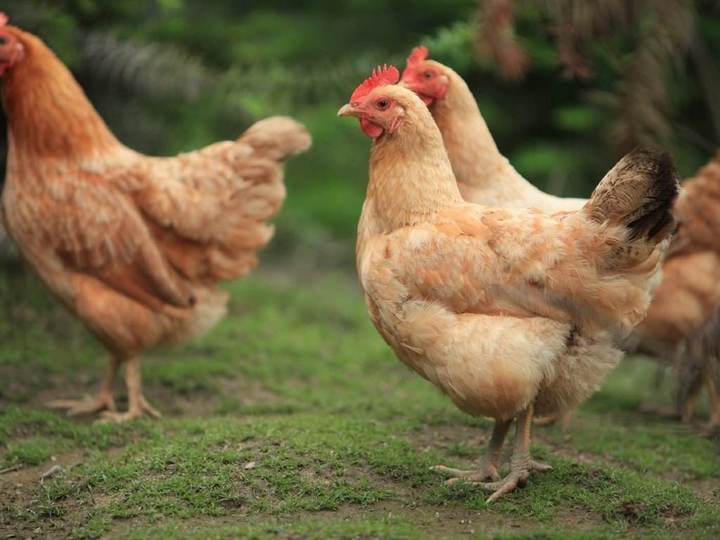 穷3年富半生1969年鸡2月尽量不要去这些地方容易沾霉