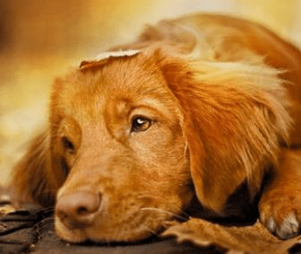 bcb78221f34d488083bb1c2e6b6f7157.png