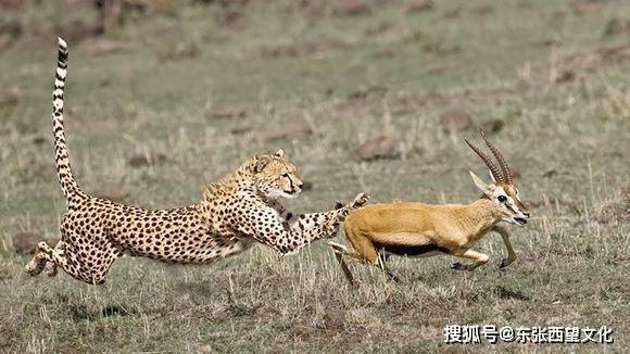 肉食男_肉食系小猴子_肉食动物