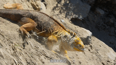 8分bbc纪录片: 火山,阳光,海洋.让孩子体会生命的意义