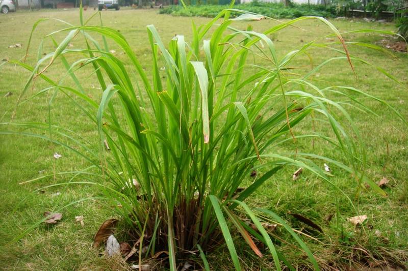 楚国不给周天子进贡,齐桓公率领大军讨伐,这是什么贡品有何作用